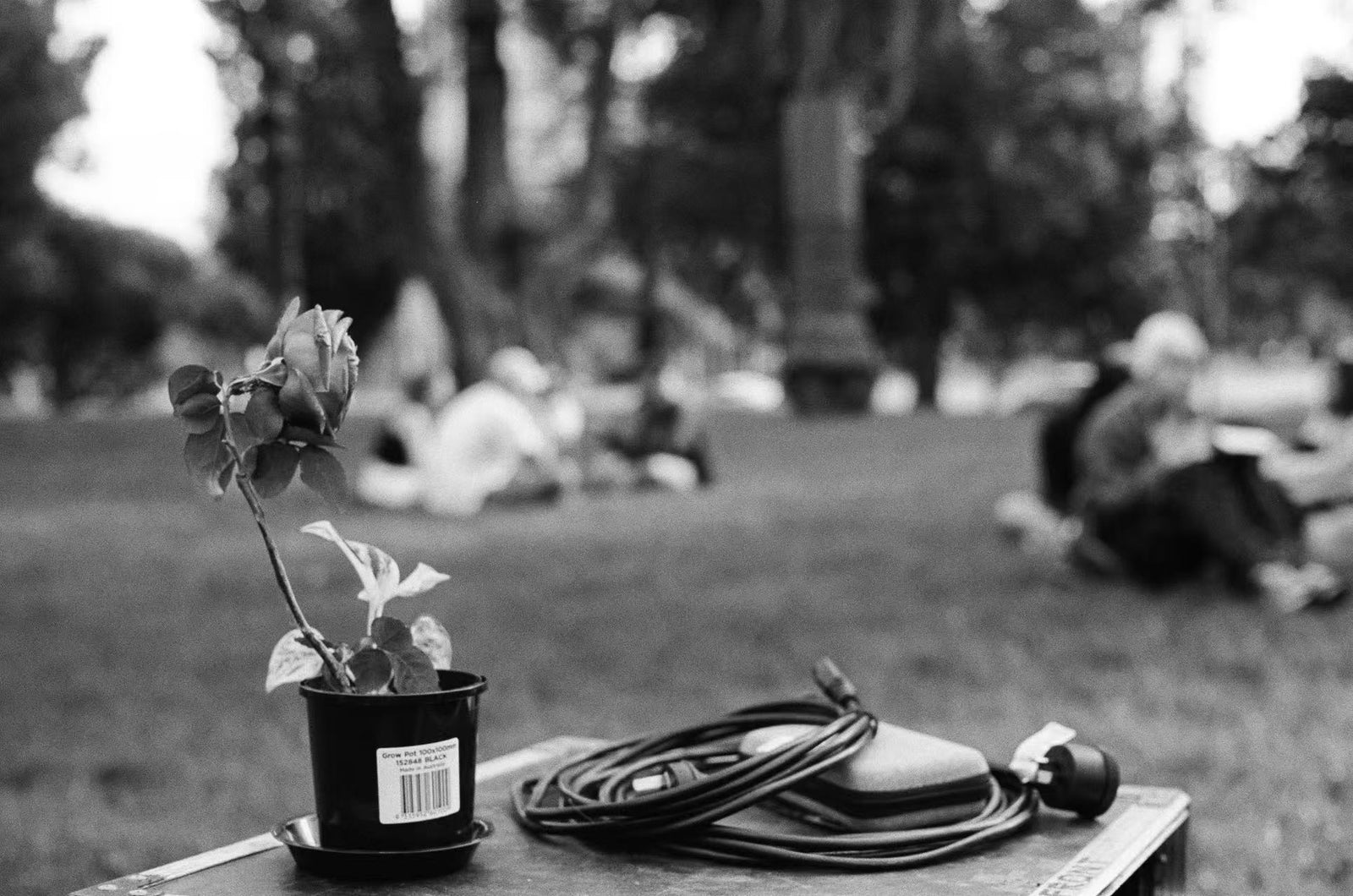 Music For Plants — preview photo 6